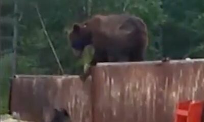 The bear, which raided the construction site in search of food, encountered dogs