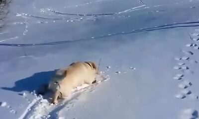 The dog, which has not seen snow for a long time, slipped on the snow