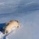 The dog, which has not seen snow for a long time, slipped on the snow