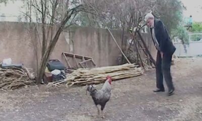 HY 0154 Rooster attack to reporter