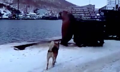 KIS 0003 Sea lion and dog fight again