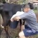 Milked cow get mad kicks milker to save milk for baby cow
