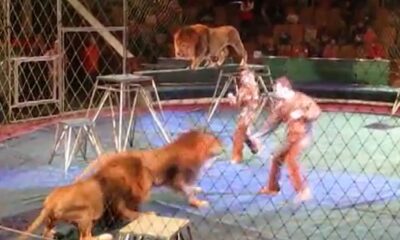 one of the lions attacked his trainer while he was continuing his normal show