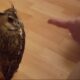 young people playing with an owned sensitive owl on the street