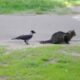 A crow bothers the cat who goes out to have a good time in the park.