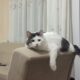 cute lazy cat relaxes and loves it while getting a massage