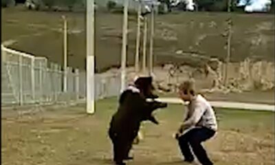 CAN 0025 Cute bear wrestle with boy