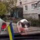 Game of car driver and cute cat with windshield
