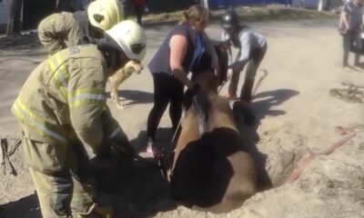 HYR 0015 Horse rescue