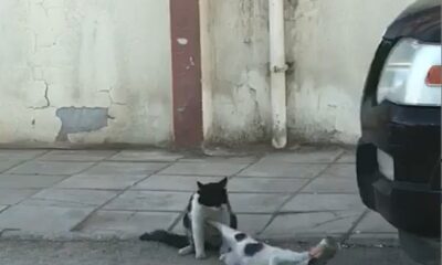 Seeing the female cat with a tin on his head, the naughty cat immediately turns it to his advantage.