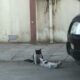 Seeing the female cat with a tin on his head, the naughty cat immediately turns it to his advantage.