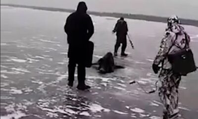 When the fishermen going fishing saw the wild boar stuck in the icy lake, they attempted to rescue it, after long efforts it is finally rescued