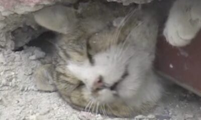 It's unknown how the stray cat got into the wall, was rescued by firefighters