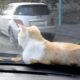 The cunning cat that likes to travel on the hood of the car travels on the hood regardless of the wind