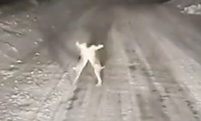 The truck driver, who came across the fight of the rabbits on a snowy road, recorded those moments with his phone camera.