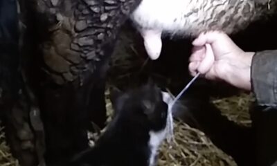 impatient cute cat drinks milk directly from the cow's udder