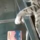 The cat sitting on the scanners of reading the tickets in the subway pass does not pass anyone