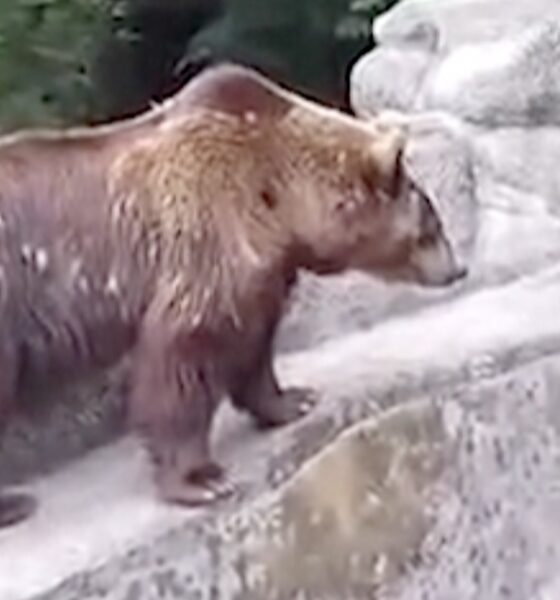 A fool provoked a bear watching visitors at a zoo