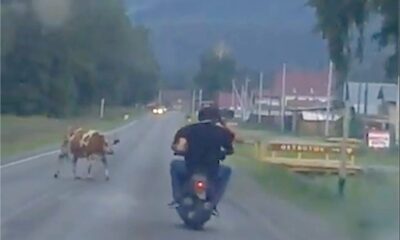 The smart cow stopped drunks who wanted to drink alcohol and joy ride with a scooter