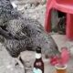 chickens drinking beer with rancher
